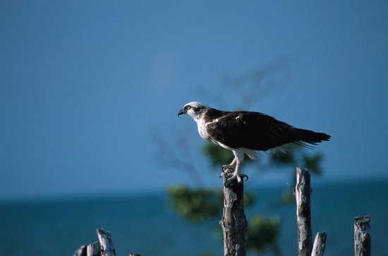 Pandion haliaetus