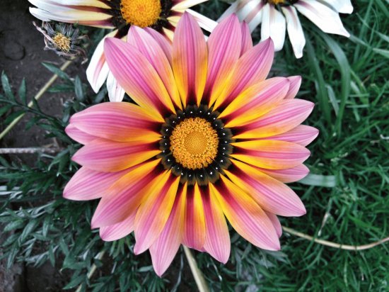 Gazania