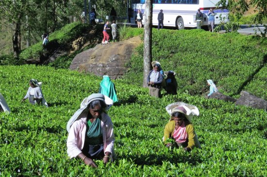 CAMPOS DE TÃ‰