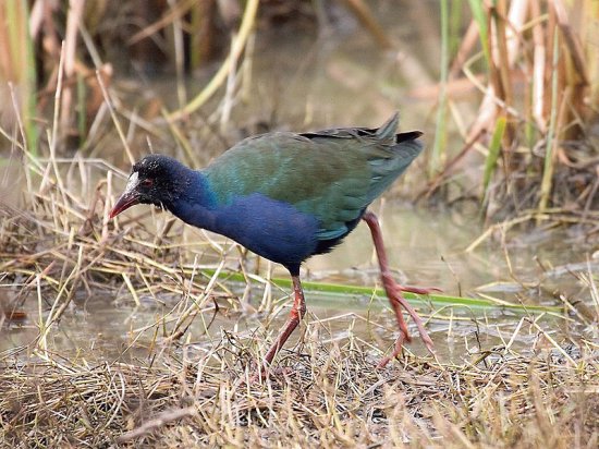 Gallinella di allen