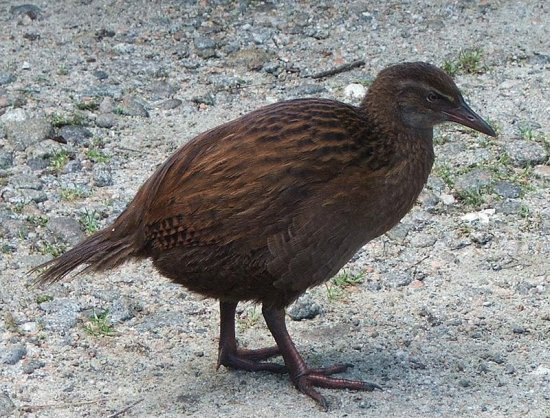 Weka occidentale