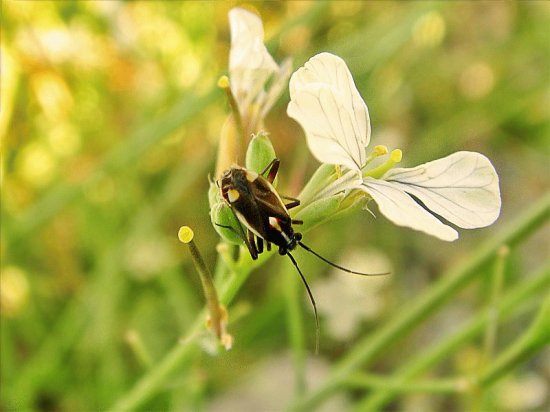 Capsodes sulcatus