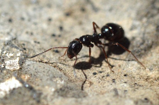 Camponotus piceus