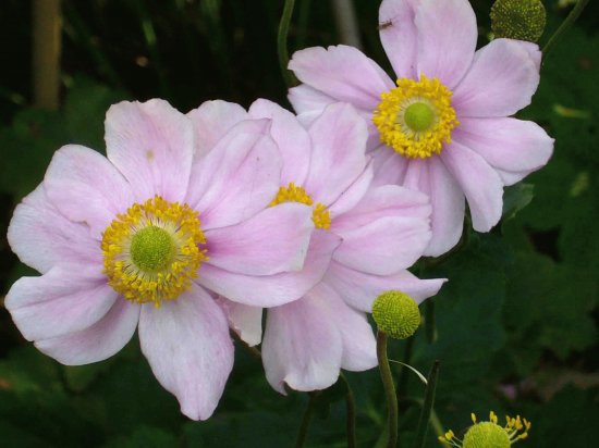 Anemone du Japon