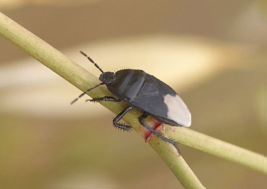 Cydnus aterrimus