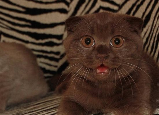 Scottish fold chocolate