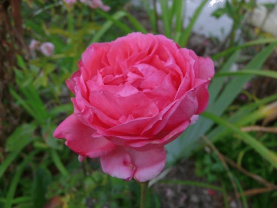 pivoine