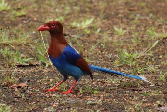 Gazza di sri lanka