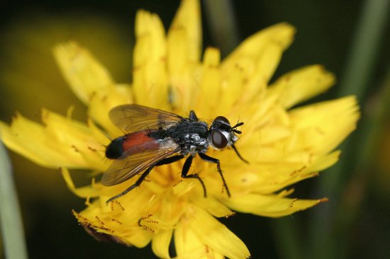 Cylindromya brassicaria