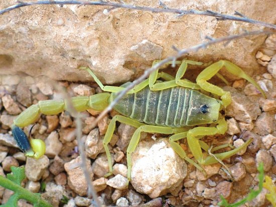 Scorpione giallo