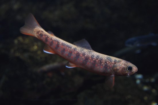 Salvelinus malma