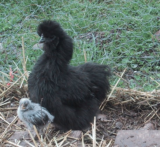 Gallina moroseta nera