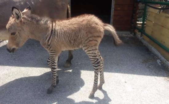 Zonkey