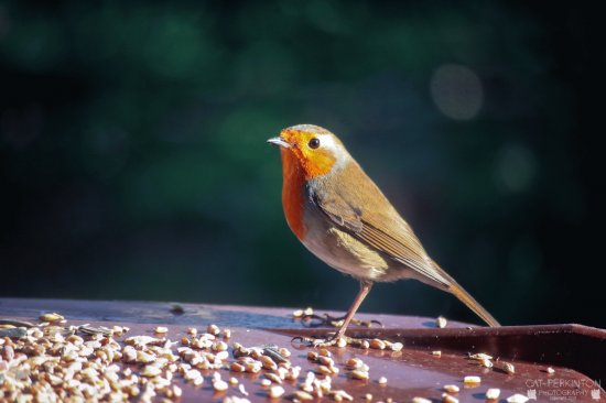 Robin redbreast