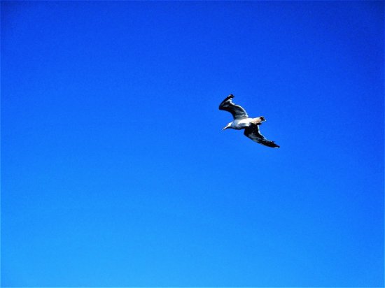 Gaviota volando sobre el Mar Egeo, Grecia.