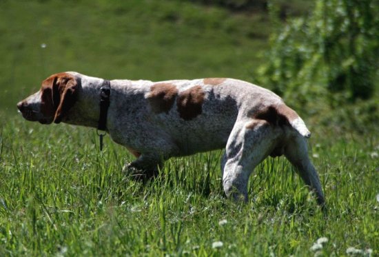 Bracco d 'ariege