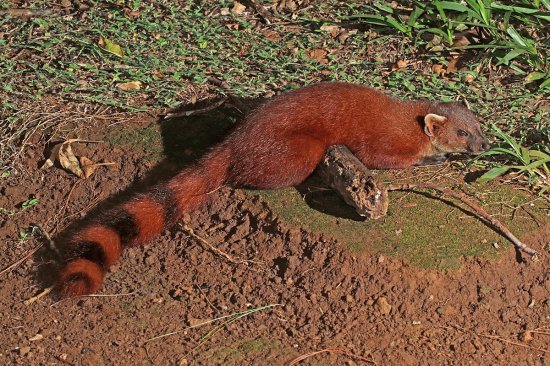 Mangusta dalla coda ad anelli