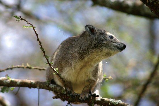 Procavia arboricola