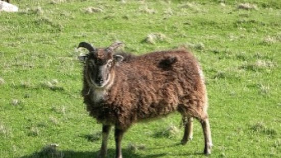 Soay