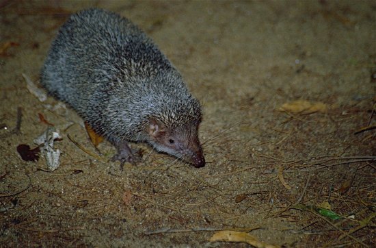 Tenrec riccio maggiore