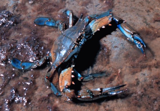 Callinectes sapidus