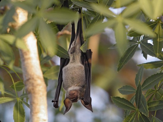 Hipposideros commersoni