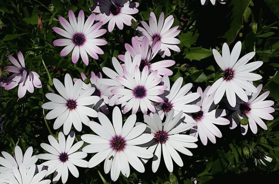 Australian wild daisy