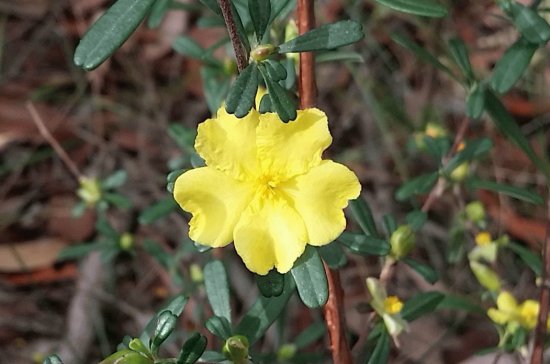 Guinea flower