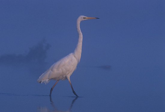 Egretta alba