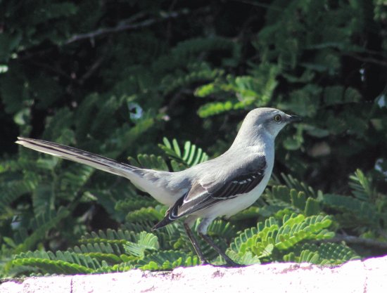 My beautiful bird neighbor