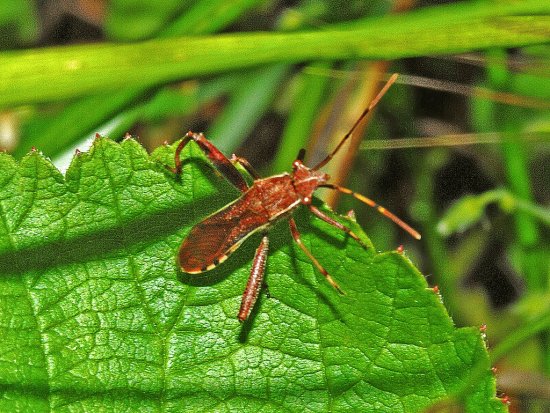 Camptopus lateralis