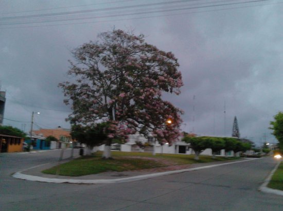 Beautiful tree in my town