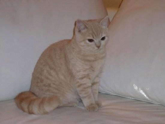 British shorthair creme