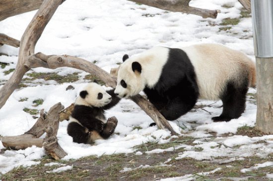 Panda gigante