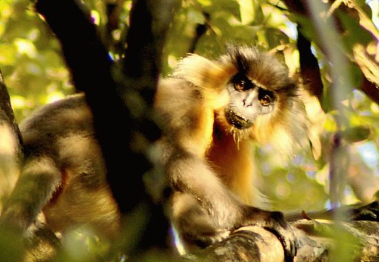 Capped langur