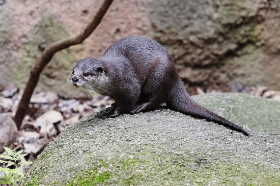 Lontra dalle piccole unghie orientale