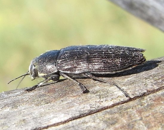 Buprestis haemorhoidalis