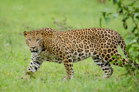 Leopardo indiano