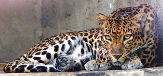 Leopardo indocinese