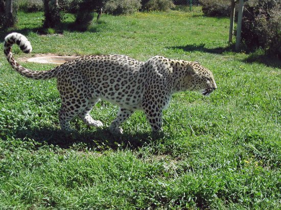 Leopardo persiano