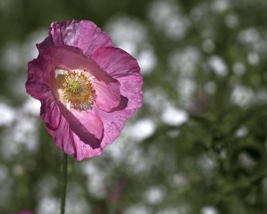 Poppy in the wind