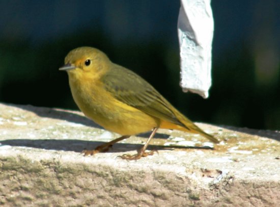 best friend of the other beautiful small bird