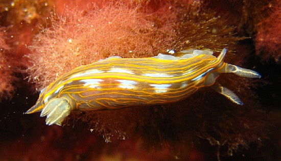 Hipselodoris villafranca