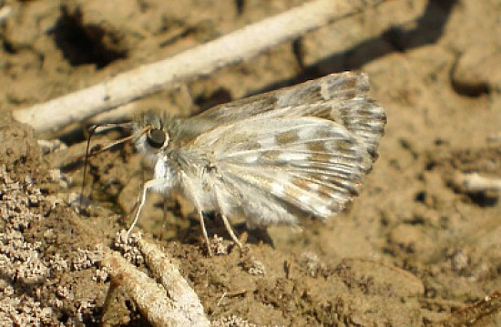 Carcharodus baeticus