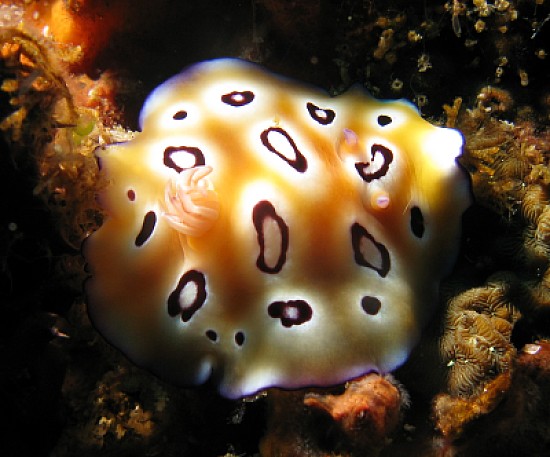 Chromodoris leopardus