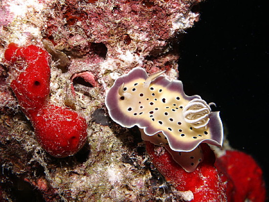 Chromodoris tritos