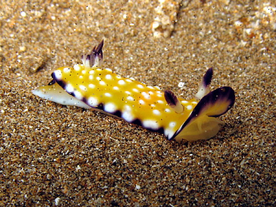 Chromodoris vibrata