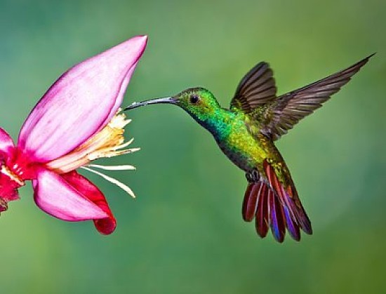 colibrÃ­