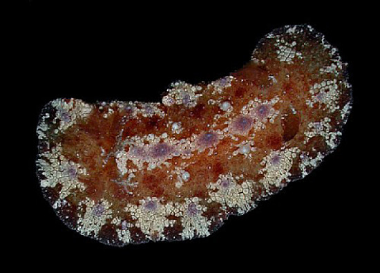 Discodoris cebuensis