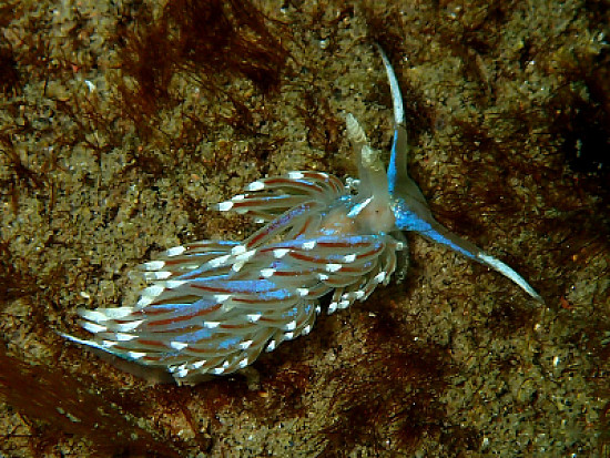 Facelina auriculata